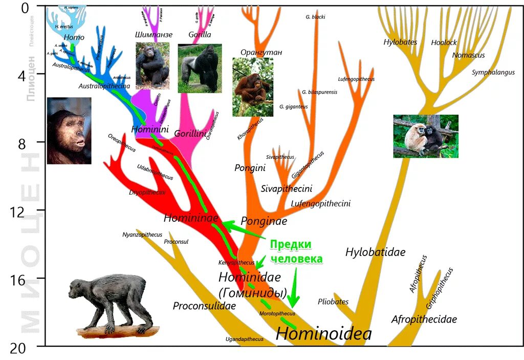 Эволюционное Древо приматов и человека схема. Филогенетическое Древо приматов. Филогенетическое Древо человека. Филогенетическое Древо обезьян.