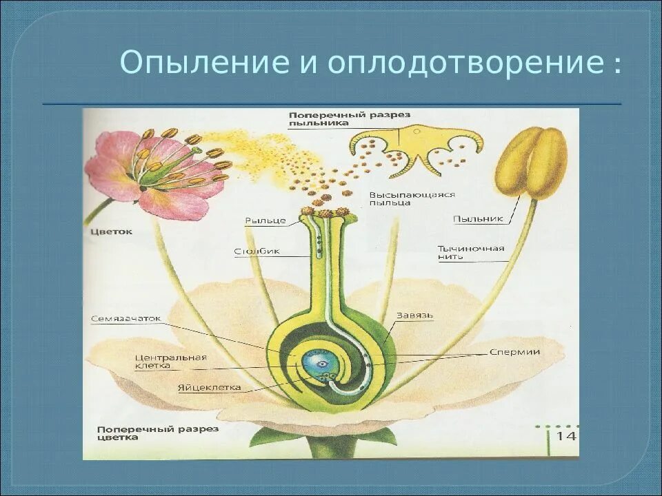 Типы опыления покрытосеменных. Схема опыления и оплодотворения цветковых растений. схема полового размножения растений. размножение покрытосеменных растений 7 класс. схема полового размножения покрытосеменных растений.