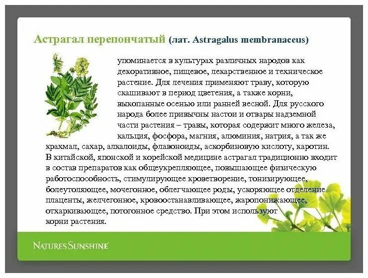 Астрагал польза и вред. Трава астрагал лечебные. Трава астрагал шерстистоцветковый. Царская трава астрагал. Астрагал перепончатый лечебные.