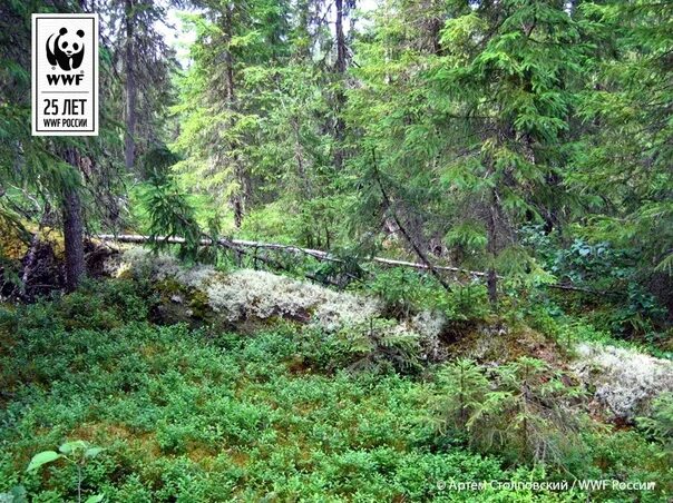 Природа северо запада района. Лес Северо-Запада России. Леса Северо Запада России. Леса Северо Западного Райэ. Северное Подмосковье леса.