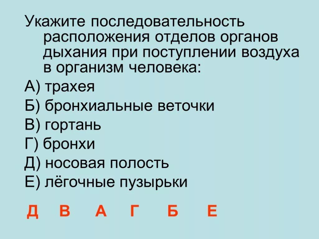 Этапы поступления воздуха. Порядок прохождения воздуха по дыхательной системе. Порядок органов при вдохе. Последовательность расположения органов дыхания. Последовательность расположения отделов дыхательной системы.