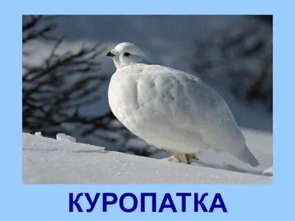 Кажусь белым