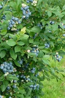 Куст голубики садовой