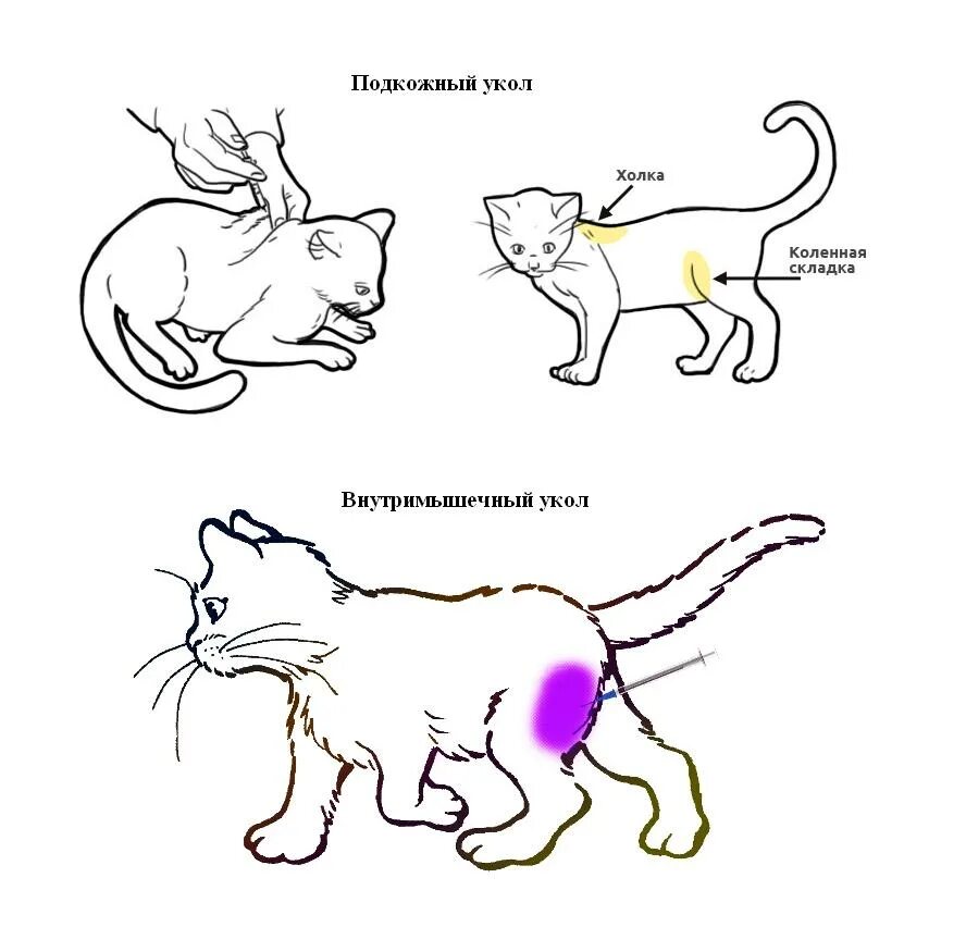 Укол кошке внутримышечно схема. Как сделать укол кошке внутримышечно. Укол коту внутримышечно в бедро схема. Как правильно ставить укол коту внутримышечно.