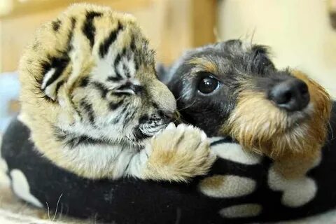 Я люблю разных животных