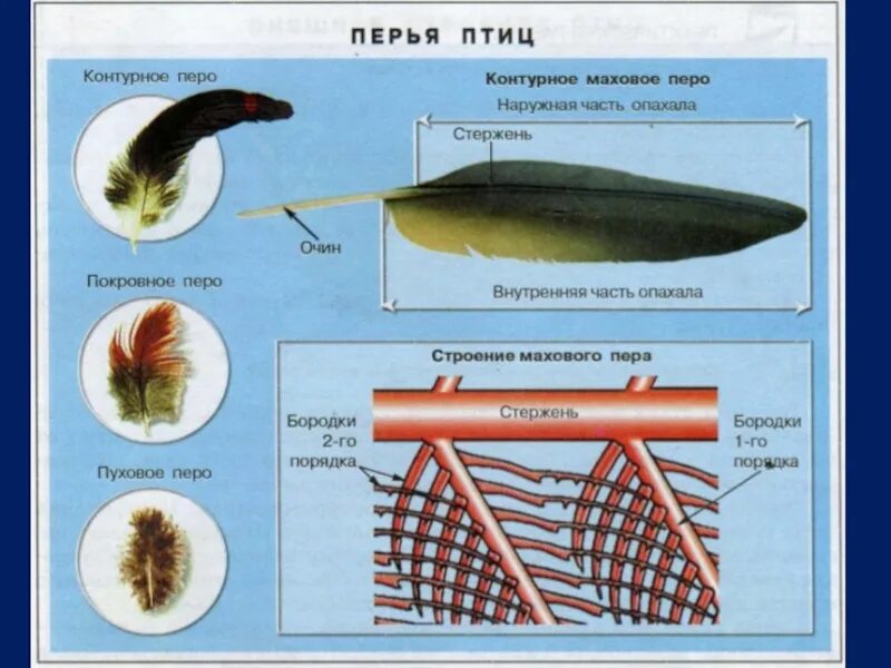 Характеристика пера птицы. Строение пера птицы 7. Перо строение. Маховое перо птицы строение. Птичье перо строение.