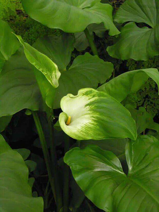 Лист каллы цветы. Калла green goddess. зантедеския листья. калла зантедеския листья. зеленые каллы цветы.