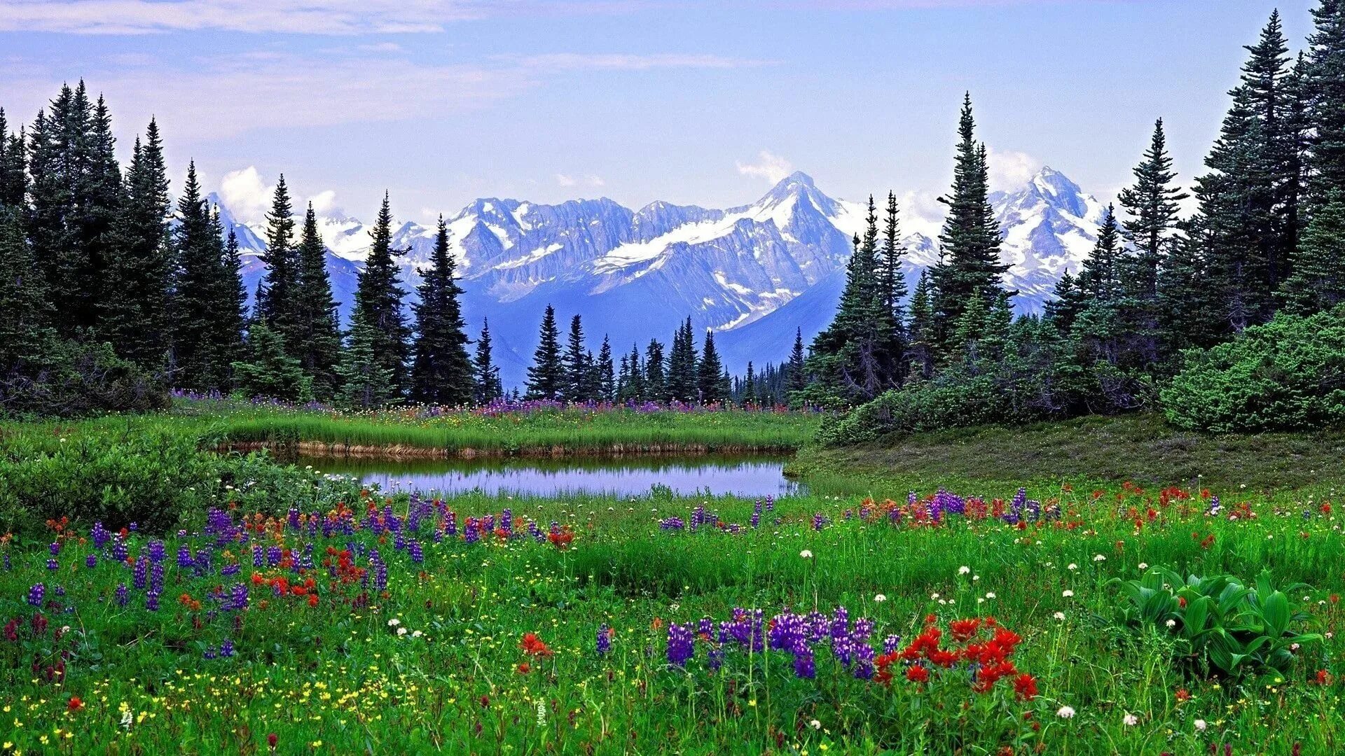 Красивая природа поляна. Национальный парк Олимпик Луга горы цветы Поляна. Цветы в горах Колорадо. Красивые пейзажи с цветами.