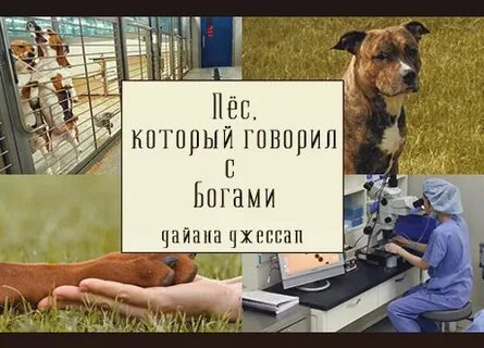 Кот и пес 2024 отзывы