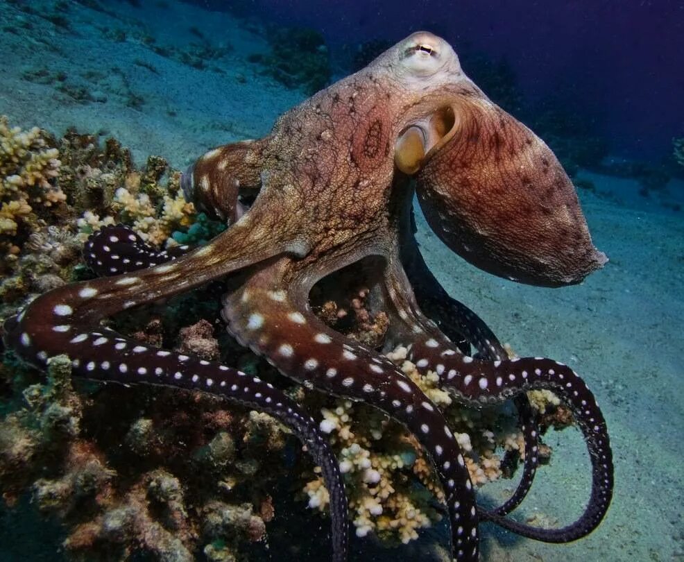 Длиннощупальцевый Спрут. Спрут головоногий моллюск. Карибский рифовый осьминог.