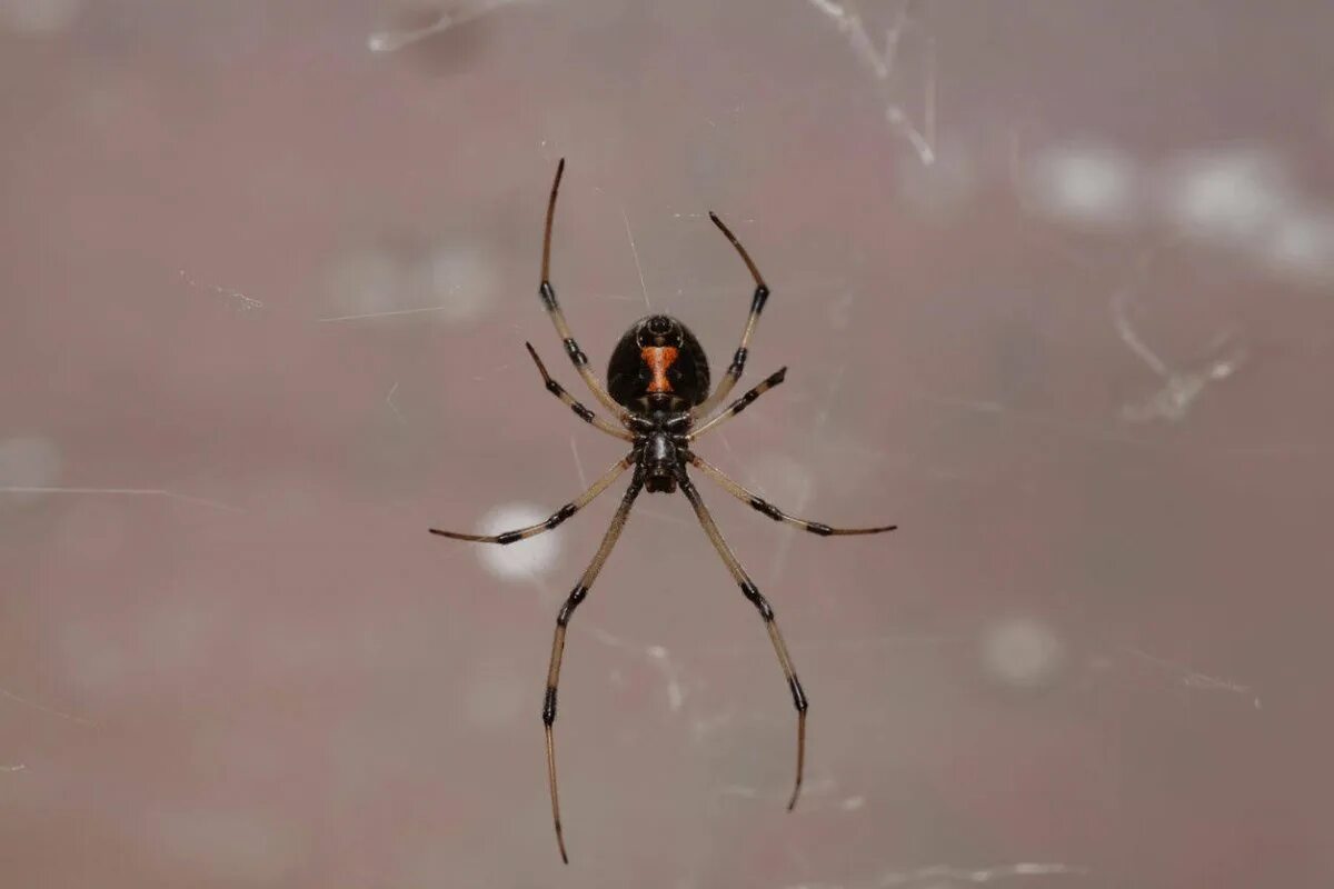 Пятно паук. Паук каракурт с белыми пятнами. коричневый паук-вдова (latrodectus geometricus). чёрная вдова паук коричневый. чёрная вдова паук с белыми пятнами.