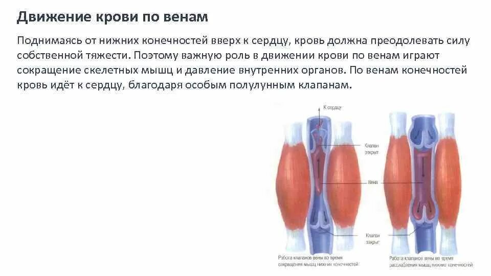 Причины движения венозной крови. Механизмы движения крови в венах. Венозная кровь от конечностей. Механизмы обеспечивающие движение крови по венам.