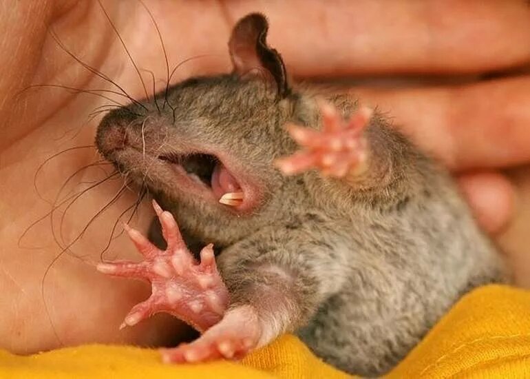 Сонная крыса. Сонная мышь. Мыши обгрызли