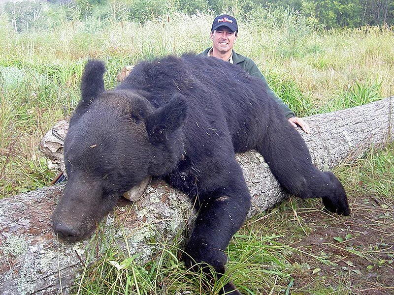 Какие медведи крупнее. Бурый медведь дальнего Востока. Чёрный медведь дальнего Востока. Медведь в Ярославской области.