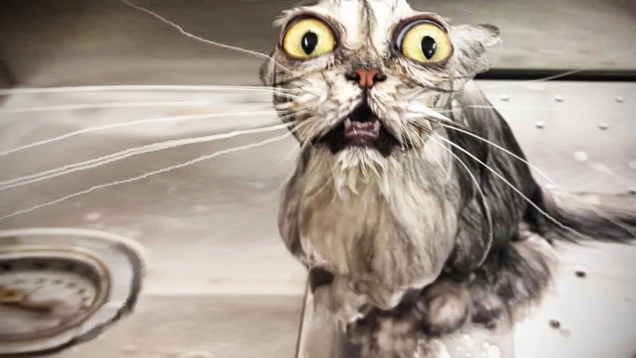 Мокрый переднюю. Мокрые коты. мокрая кошка. смешной мокрый кот. мокрый злой кот.