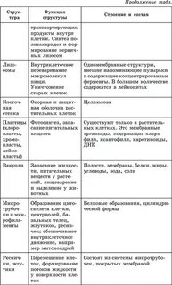 Основные клетки и их особенности