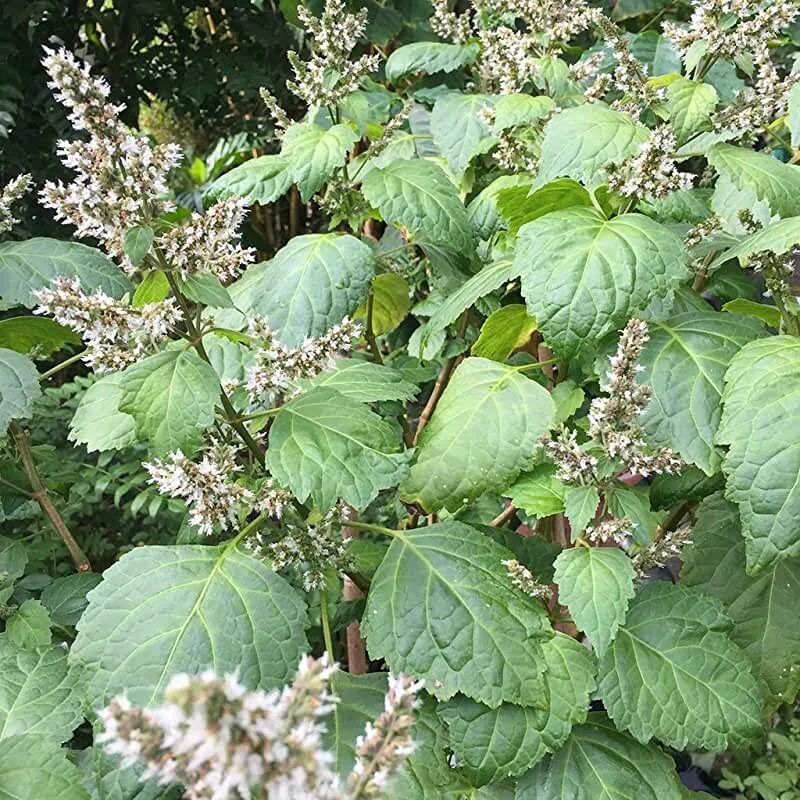 Amazon.com: Patchouli Plant