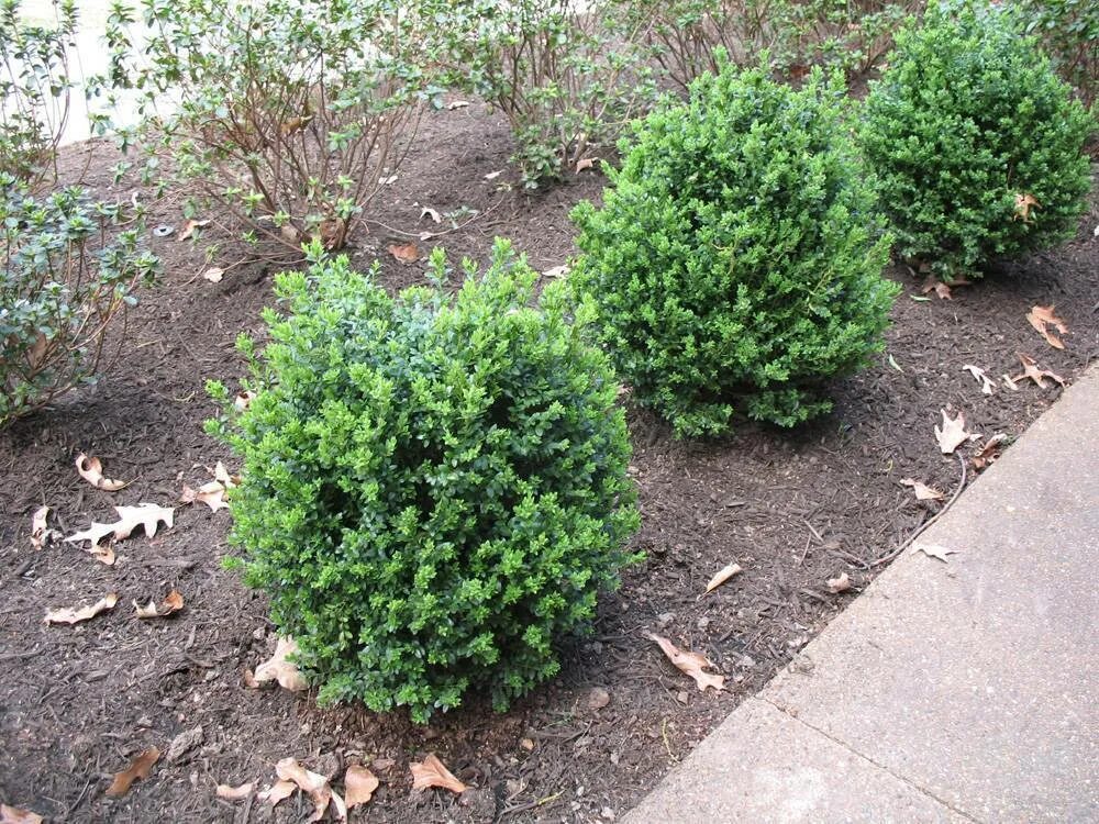 Как часто поливать самшит. Самшит — buxus colchica. самшит вечнозеленый на урале. самшит дальневосточный. самшит в сибири.