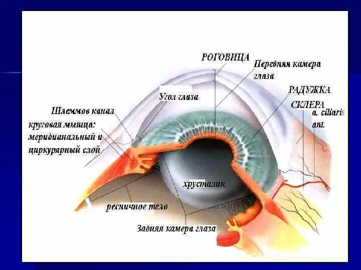 Задняя камера глазного яблока. Анатомия. Передняя и задняя камеры глаза. Анатомия передней камеры глаза. Строение глаза камеры глаза.