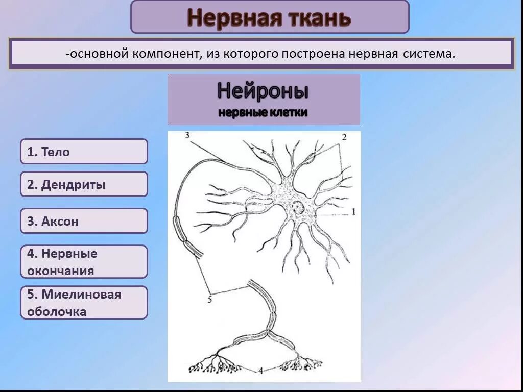 Виды нервной системы 8 класс. Нервная ткань строение нейрона. Нейрон нервной системы биология 8 класс. Строение нервной ткани 8 класс биология. Нервная ткань функции строение топография.