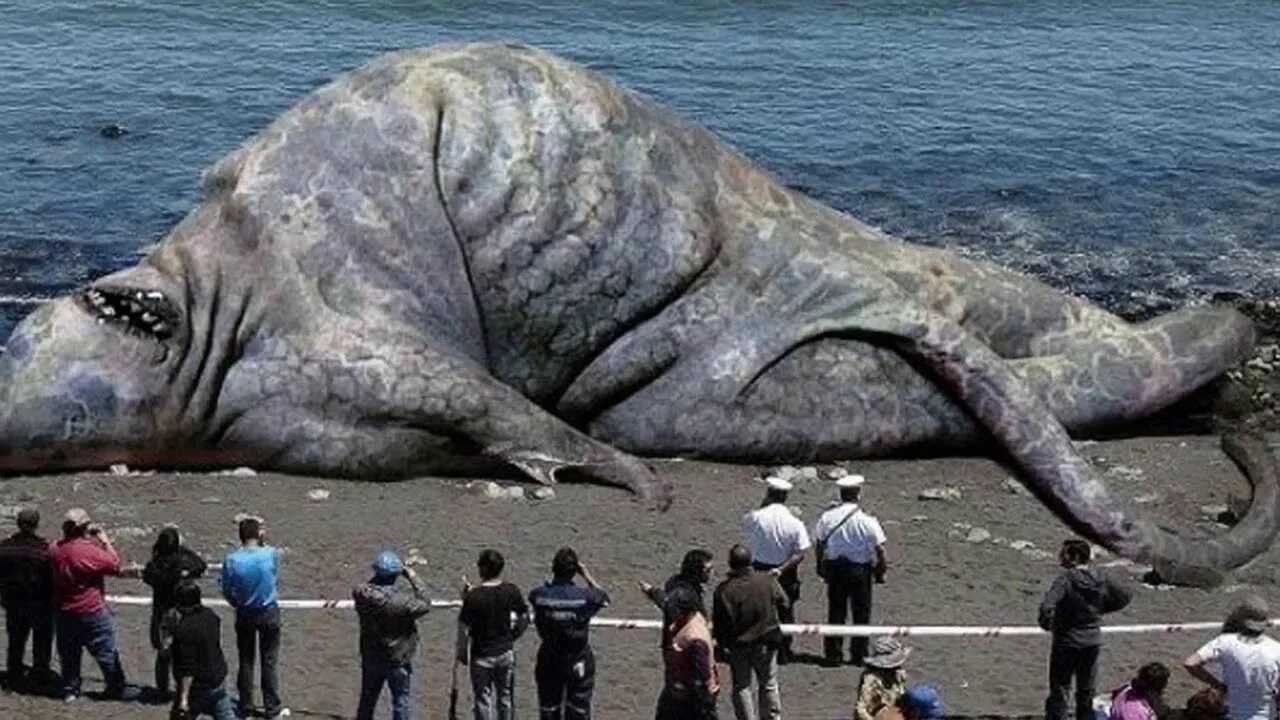 Бывать реальный. Топ-100 самых огромных монстров в море. Какие есть морские чудовище в Бермудском треугольнике. Топ кит и динозавр. Живой или вымерший animal Planet.