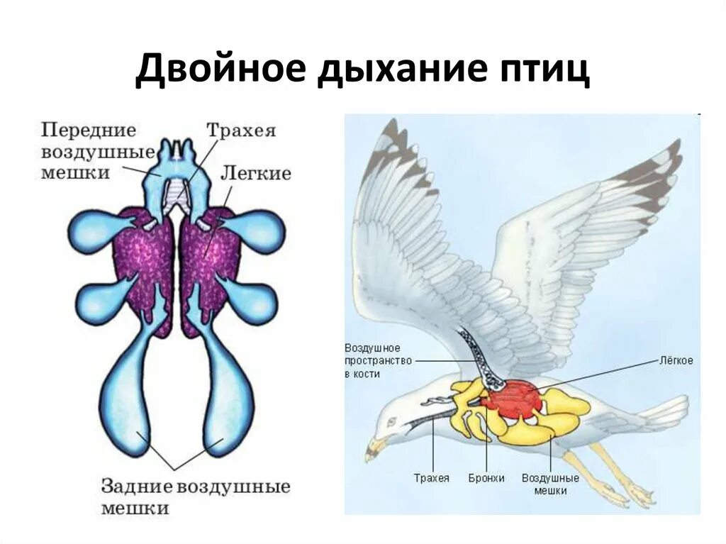 Птицы имеют двойное дыхание