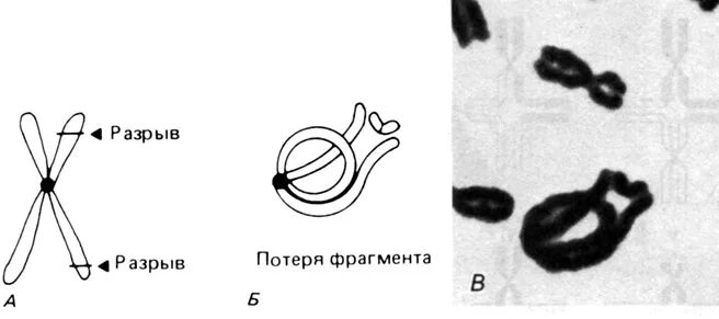 Кольцевая хромосома 2. Возникновение кольцевых хромосом. Разрыв хромосомы. Кольцевая хромосома в кариотипе. Образование кольцевой хромосомы.