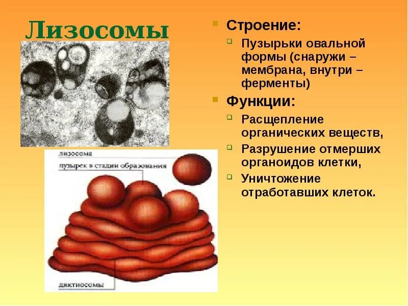 Особенности строения и функций лизосом. Везикулы и лизосомы. строение органоида лизосомы. лизосомы это в биологии 8 класс. функции лизосом в растительной клетке.