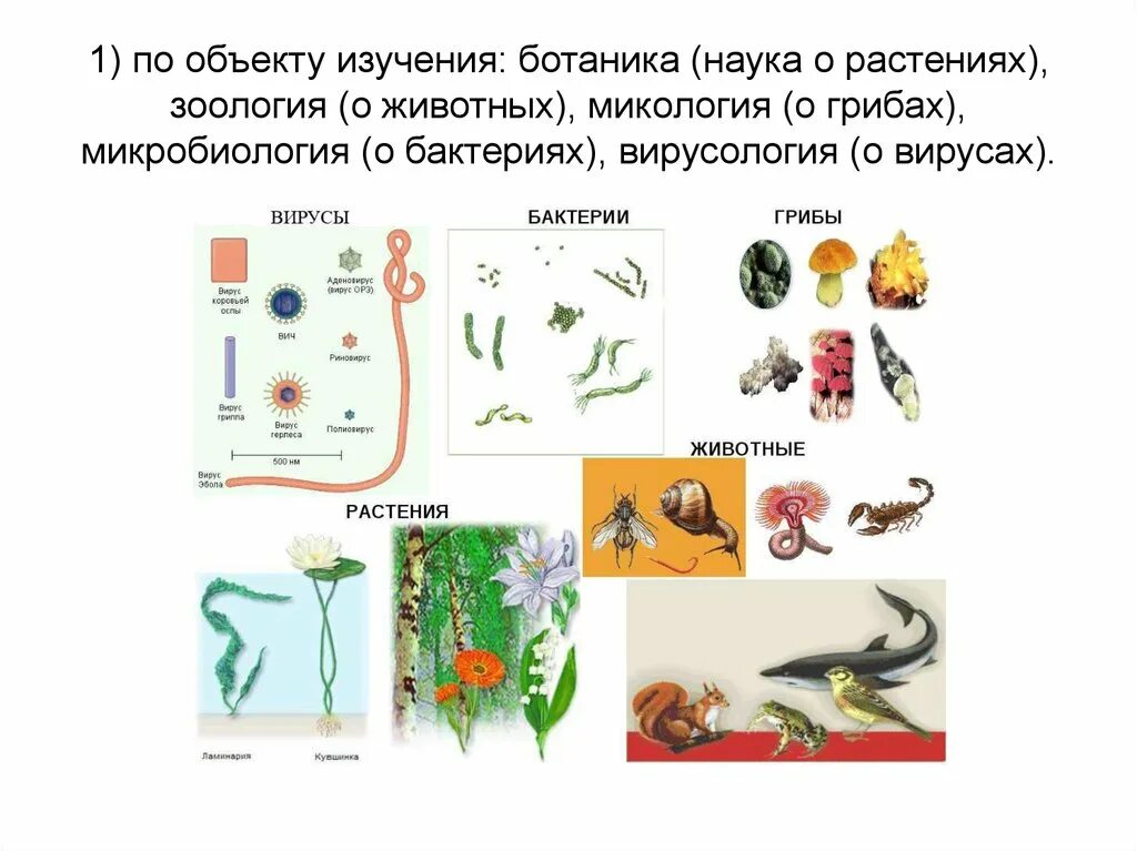 Ботаника это наука изучающая растения. Науки изучения растений животных грибов. Ботаника Зоология микробиология микология. Науки изучающие животных и растений. Объект изучения биологии 3