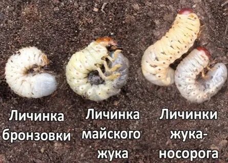 Орыс кискалары