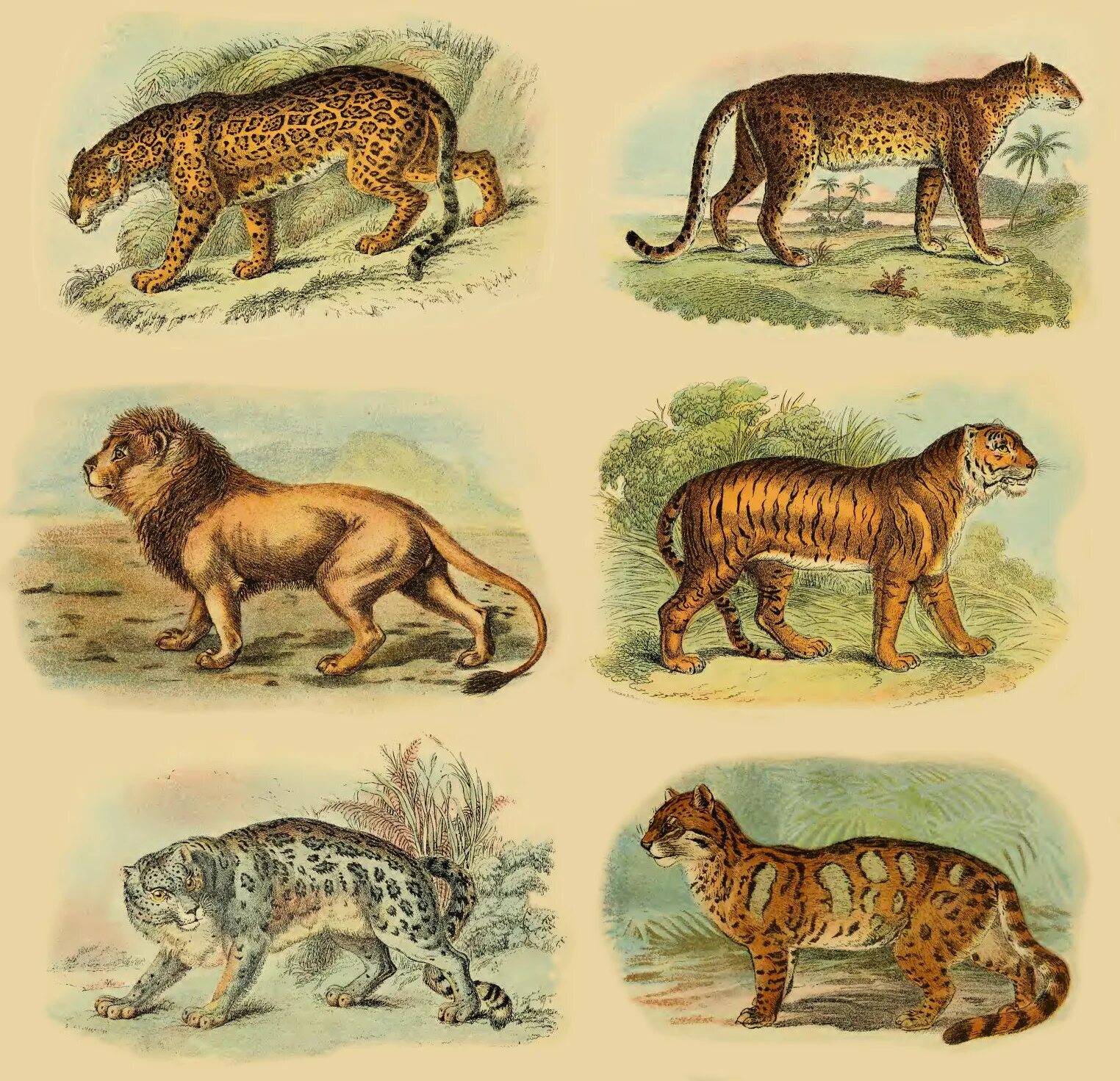 Общий предок кошачьих. Panthera zdanskyi. panthera youngi. эволюция семейства кошачьих. эволюция тигра.