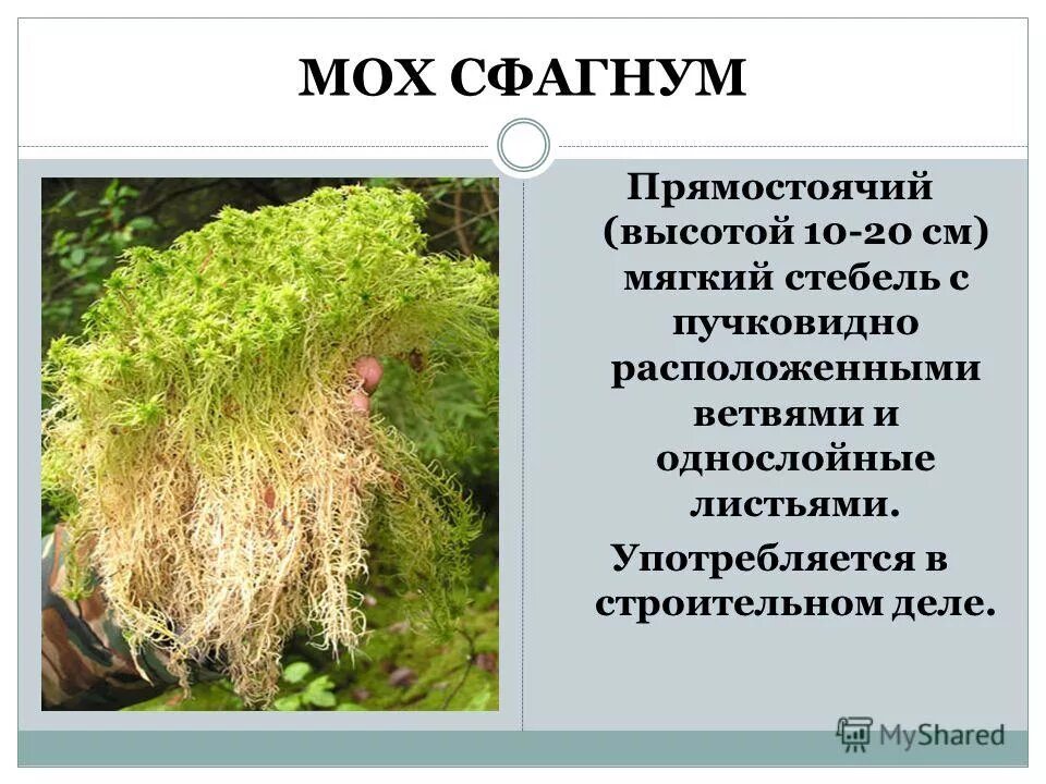 Известно что сфагнум болотный споровое. Мох сфагнум. Классификация сфагнума болотного. Стебель сфагнума. Описать сфагнум.