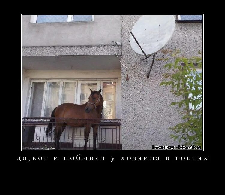 Конь на балконе. Конь под балконом. лошадь на балконе мем. лошадь в квартире.