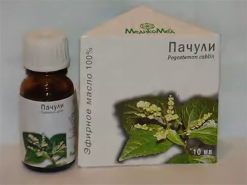 Пачули ароматизатор. Аромат пачули эфирное. Пачули растение в парфюмерии. Индийские пачули. Patchouli пачули растение.