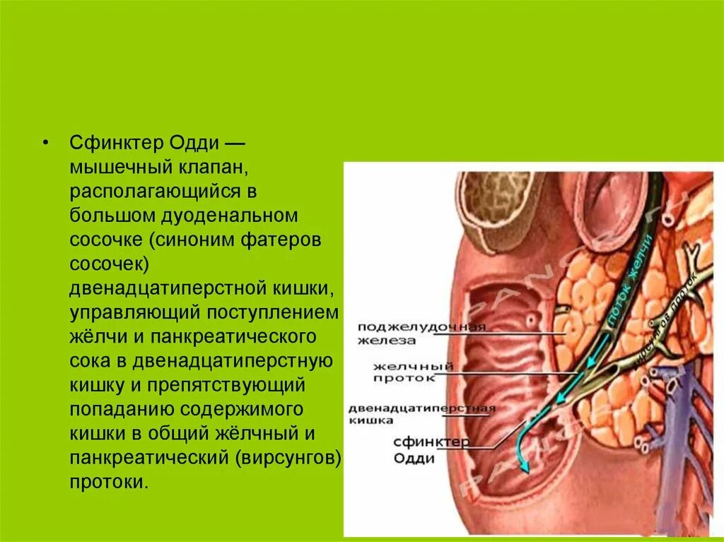 Сфинктер Одди вирсунгов проток. 12 Перстная кишка и сфинктер Одди. Фатеров сосочек и сфинктер Одди анатомия. Печень и сфинктер Одди. Сфинктер расположение