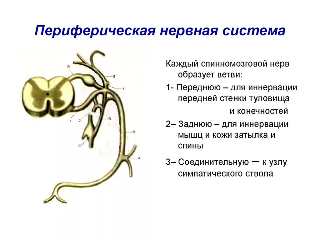 Нерв периферический системы