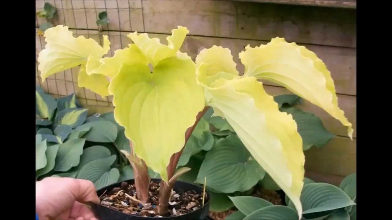 Хоста valley s. Хоста valley&#039;s lemon squash. хоста валлис лимон сквош. хоста valley&#039;s lemon limbo. hosta &quot;valley&#039;s lemon squash&quot; хоста.