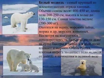 Описание белого медведя 4 класс