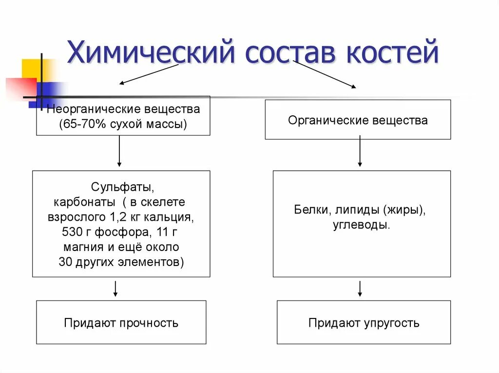 Какие вещества составляют кости. Химический состав кости кратко. Химический состав костей таблица 8 класс. Состав костей биология 8 класс. Химический состав кости человека.