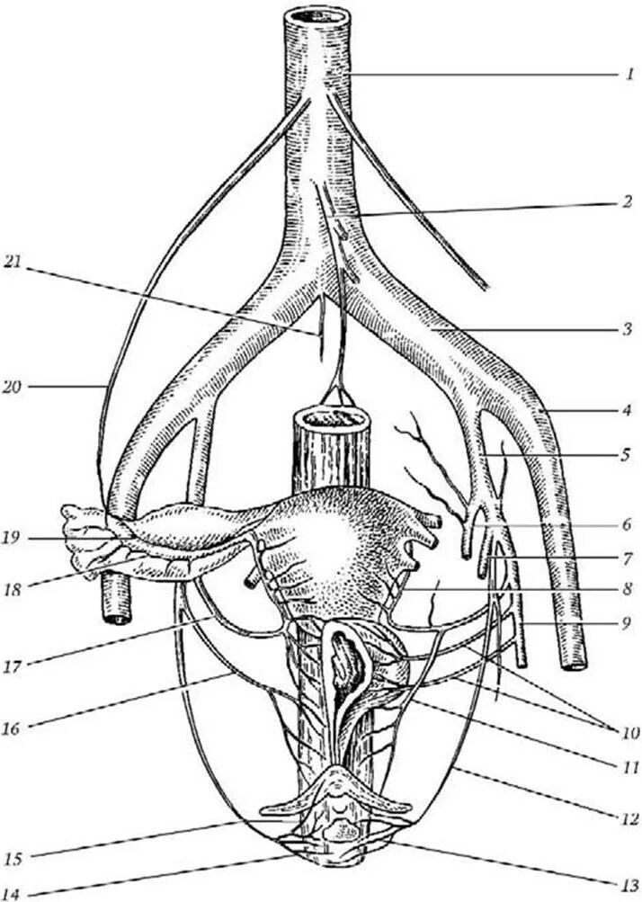 Женская половая система анатомия кровоснабжение иннервация. Яичниковая артерия анатомия. Топографическая анатомия яичниковая артерия. Артерии кровоснабжающие наружные половые органы. Женский орган между