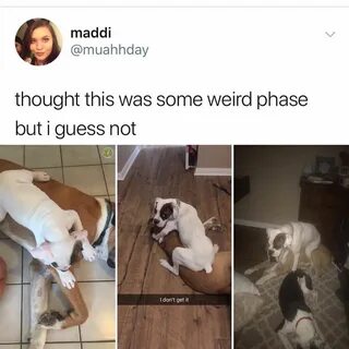 the King of memes on Instagram" Funny Dogs, Funny Dog Videos, Funny Do...