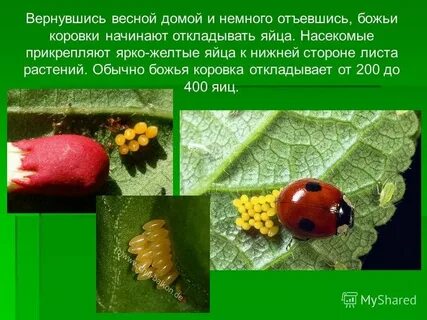 Развитие божьей