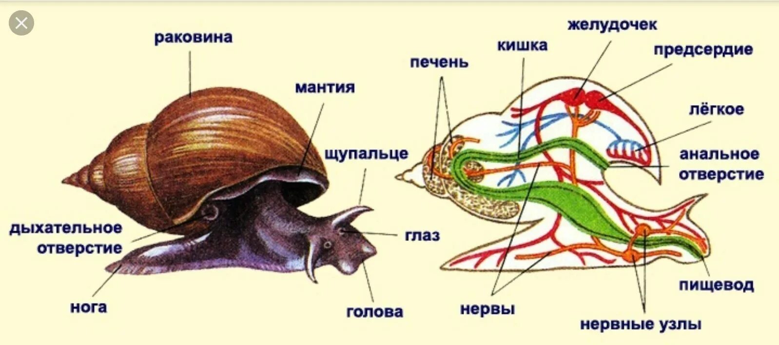 У моллюсков имеется