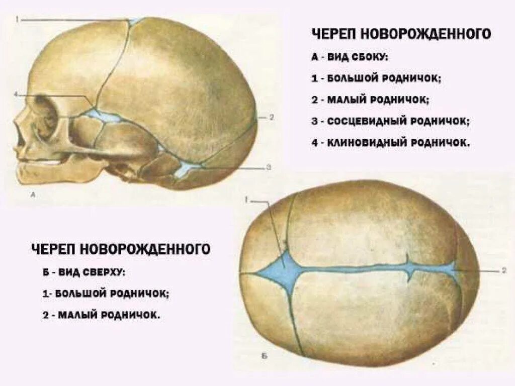 Строение черепа новорожденного швы роднички. Череп новорожденного ребенка с родничками. Роднички черепа анатомия. Череп новорожденного кости швы роднички.