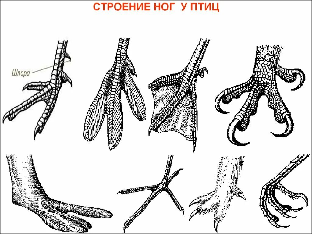 Лапы птиц. Конечности птиц. Ноги птиц. Строение лапы птицы. Строение лапок