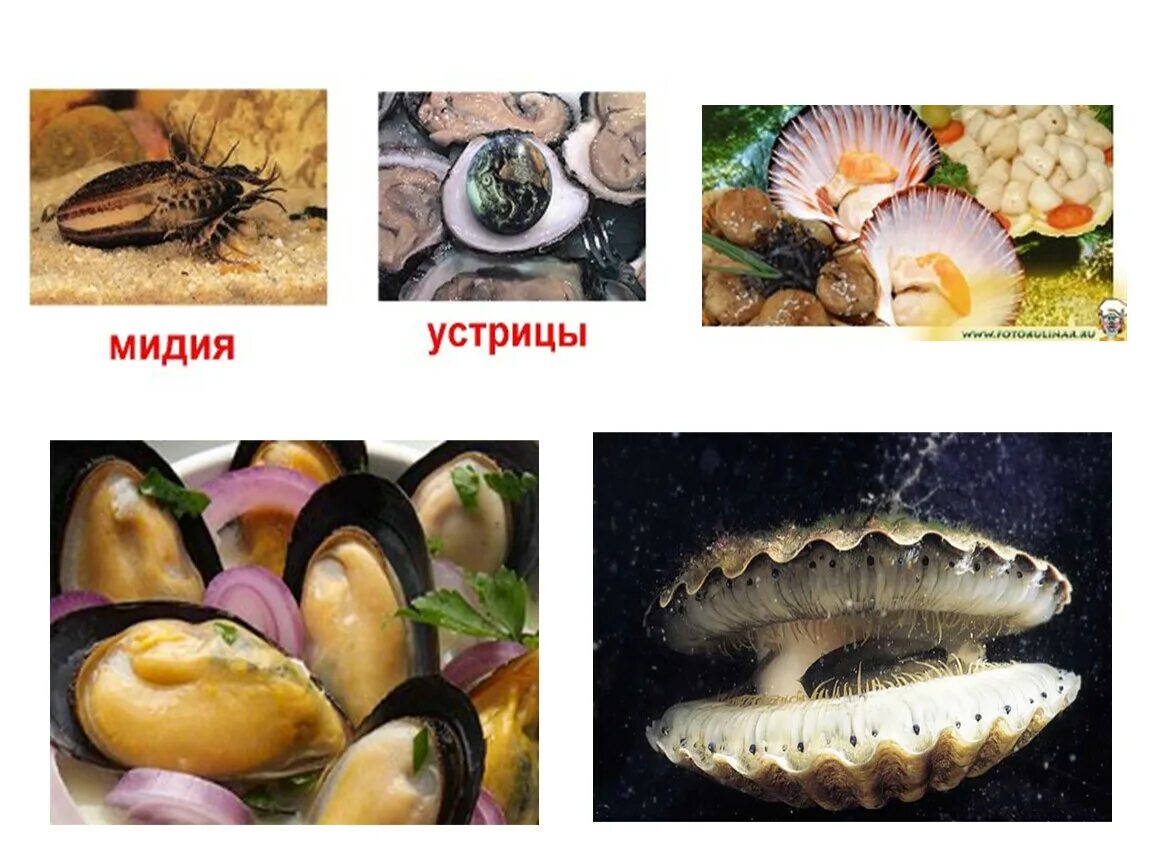Тип питания моллюсков