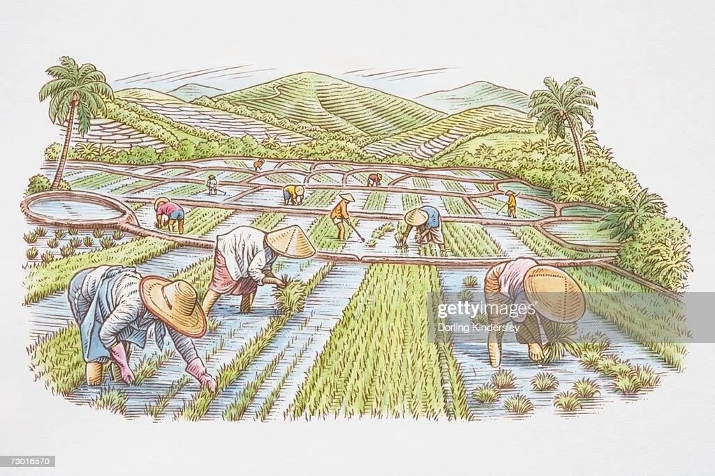 1 му земли. Рисовые поля Япония 18 век. Земледелие в древнем Китае. Рисоводство Японии древности. Древний Китай рисовые поля.