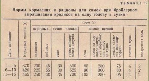 Сколько раз кормить кролика