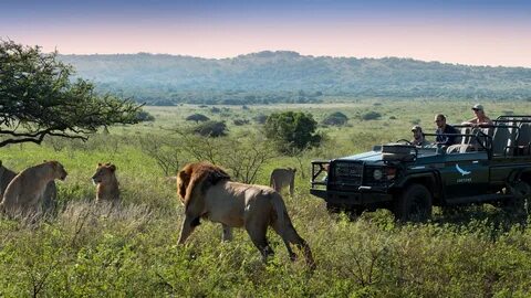 Wildlife safari