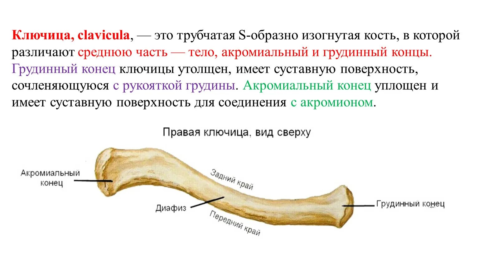 Отличить кость. Строение ключицы человека анатомия. Ключица кость анатомия человека. Ключица это трубчатая кость. Кости ключицы анатомия человека.